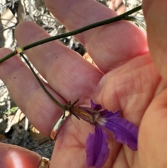 Scaevola ramosissima (Hairy Fan-flower) at Morton National Park - 21 Apr 2024 by lbradley