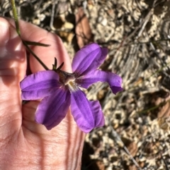 Scaevola ramosissima at Morton National Park - 21 Apr 2024