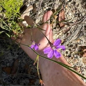 Scaevola ramosissima at Moollattoo, NSW - 21 Apr 2024 01:34 PM