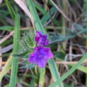 Echium plantagineum at Watson Green Space - 20 Apr 2024