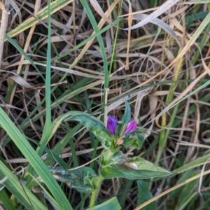 Echium plantagineum at Watson Green Space - 20 Apr 2024