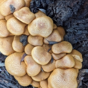 Gymnopilus junonius (Spectacular Rustgill) at Watson Green Space by AniseStar