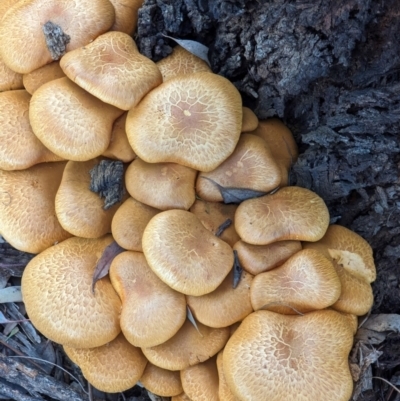 Gymnopilus junonius (Spectacular Rustgill) at Watson Green Space - 20 Apr 2024 by AniseStar