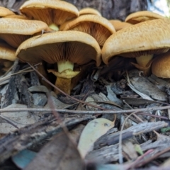 Gymnopilus junonius at Watson Green Space - 20 Apr 2024