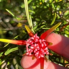 Lambertia formosa (Mountain Devil) at Moollattoo, NSW - 21 Apr 2024 by lbradley