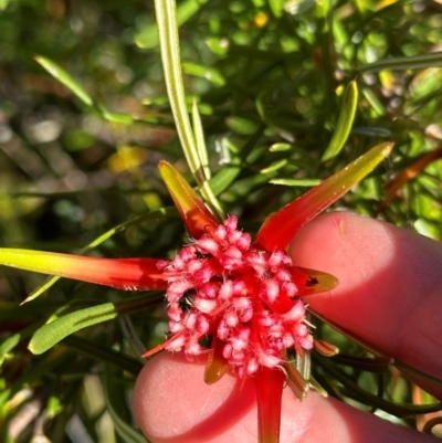 Lambertia formosa (Mountain Devil) at Moollattoo, NSW - 21 Apr 2024 by lbradley