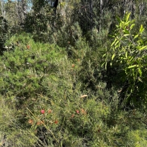 Lambertia formosa at Moollattoo, NSW - 21 Apr 2024 01:35 PM