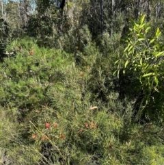 Lambertia formosa at Morton National Park - 21 Apr 2024