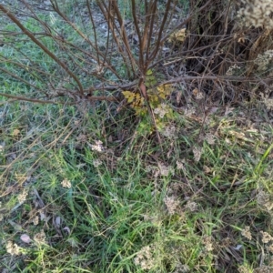 Koelreuteria paniculata at Watson Green Space - 20 Apr 2024 04:47 PM