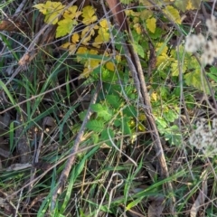 Koelreuteria paniculata at Watson Green Space - 20 Apr 2024