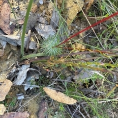 Stylidium lineare (Narrow-leaved Triggerplant) at Moollattoo, NSW - 21 Apr 2024 by lbradleyKV