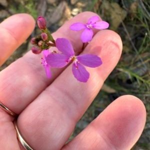 Stylidium lineare at Moollattoo, NSW - 21 Apr 2024