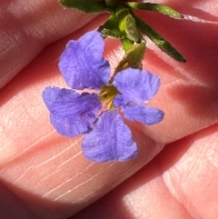 Dampiera stricta (Blue Dampiera) at Moollattoo, NSW - 21 Apr 2024 by lbradleyKV