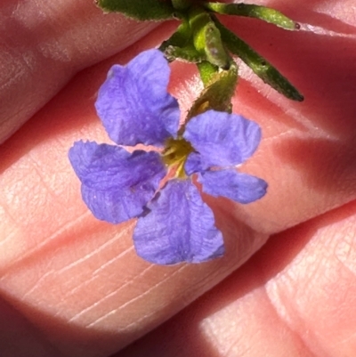 Dampiera stricta (Blue Dampiera) at Moollattoo, NSW - 21 Apr 2024 by lbradleyKV