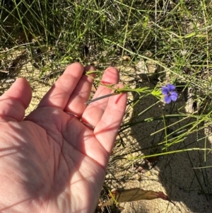 Dampiera stricta at Moollattoo, NSW - 21 Apr 2024 01:52 PM