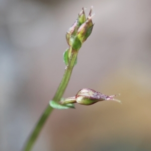 Acianthus fornicatus at Moruya, NSW - suppressed