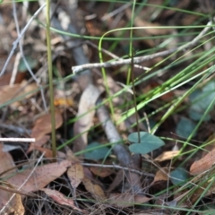 Acianthus fornicatus at Moruya, NSW - suppressed