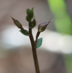 Acianthus fornicatus at Moruya, NSW - suppressed