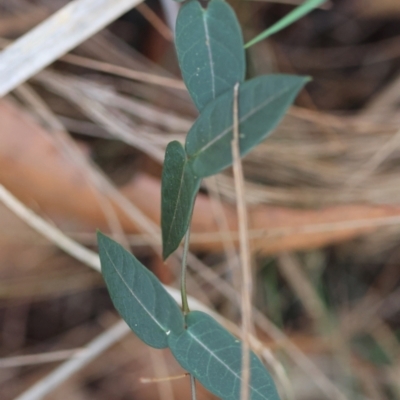 Parsonsia straminea (Common Silkpod) at suppressed - 22 Apr 2024 by LisaH