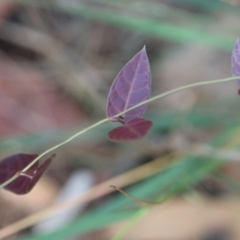 Parsonsia straminea at Moruya, NSW - 22 Apr 2024