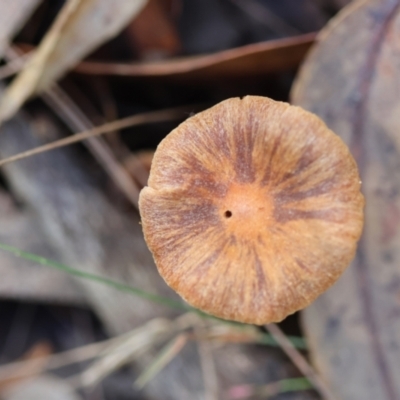 Unidentified Fungus at Moruya, NSW - 22 Apr 2024 by LisaH