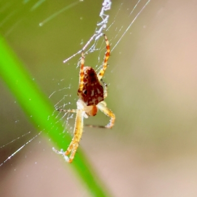 Unidentified Spider (Araneae) at Moruya, NSW - 22 Apr 2024 by LisaH