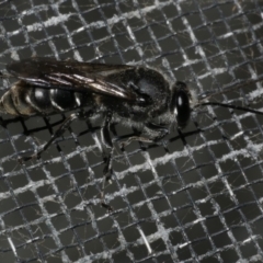 Unidentified Bee (Hymenoptera, Apiformes) at Freshwater Creek, VIC - 27 Mar 2024 by WendyEM