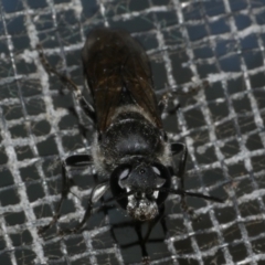 Pison sp. (genus) at Freshwater Creek, VIC - 27 Mar 2024 02:55 PM