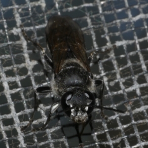 Pison sp. (genus) at Freshwater Creek, VIC - 27 Mar 2024 02:55 PM