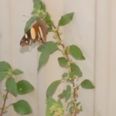 Vanessa itea (Yellow Admiral) at WendyM's farm at Freshwater Ck. - 22 Jan 2024 by WendyEM