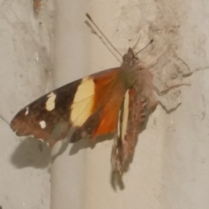 Vanessa itea at WendyM's farm at Freshwater Ck. - 23 Jan 2024