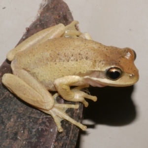 Litoria ewingii at WendyM's farm at Freshwater Ck. - 24 Jan 2024