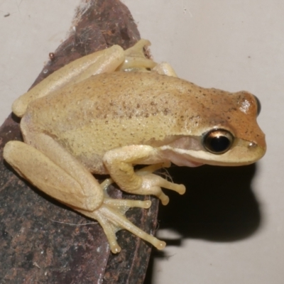 Litoria ewingii (Ewing's Tree Frog) at Freshwater Creek, VIC - 24 Jan 2024 by WendyEM