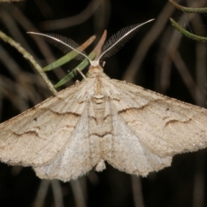 Syneora fractata at Freshwater Creek, VIC - 31 Jan 2024