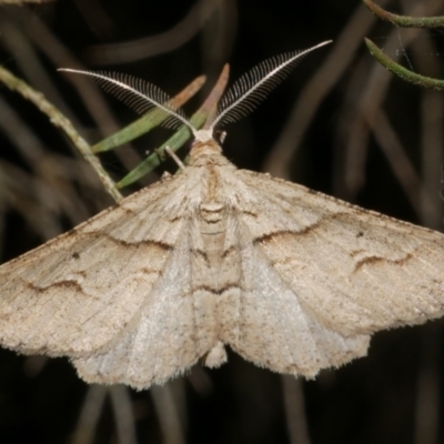 Syneora fractata (Ennominae) at WendyM's farm at Freshwater Ck. - 31 Jan 2024 by WendyEM