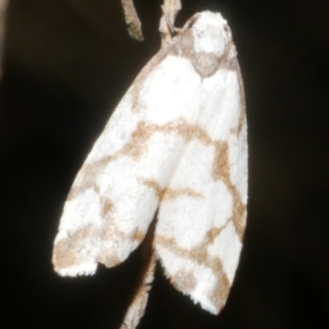 Chiriphe dichotoma at Freshwater Creek, VIC - 31 Jan 2024