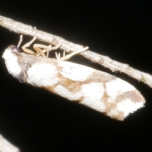 Chiriphe dichotoma at Freshwater Creek, VIC - 31 Jan 2024