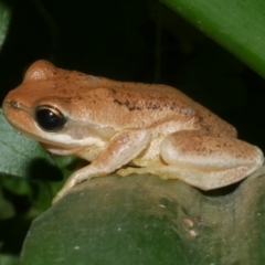 Litoria ewingii (Ewing's Tree Frog) at Freshwater Creek, VIC - 31 Jan 2024 by WendyEM