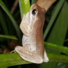 Litoria ewingii (Ewing's Tree Frog) at Freshwater Creek, VIC - 31 Jan 2024 by WendyEM