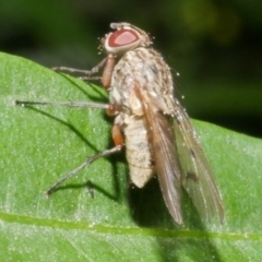 Tachinidae (family) at WendyM's farm at Freshwater Ck. - 31 Jan 2024 by WendyEM