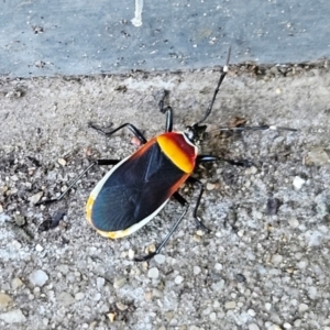 Dindymus versicolor at Hawker, ACT - suppressed