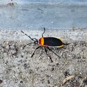 Dindymus versicolor at Hawker, ACT - suppressed