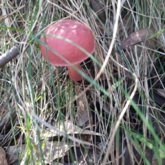 Unverified Fungus at Tidbinbilla Nature Reserve - 22 Apr 2024 by MB