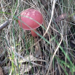 Unidentified Fungus at suppressed by MB