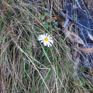 Brachyscome aculeata at suppressed by MB