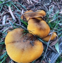 Unidentified Polypore - Non-fleshy texture, stem central or lateral  at Sullivans Creek, Acton - 3 May 2024 by LouGaffey