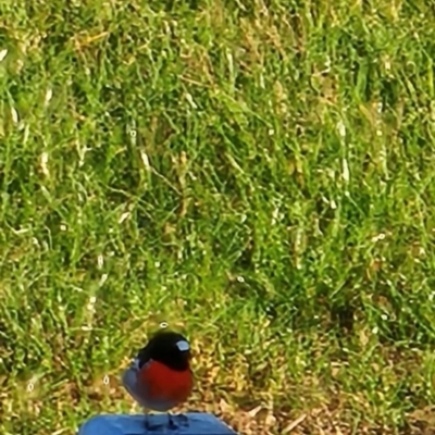 Petroica boodang (Scarlet Robin) at Good Hope, NSW - 22 Apr 2024 by Debmilsom64