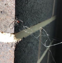 Latrodectus hasselti (Redback Spider) at Acton, ACT - 22 Apr 2024 by LouGaffey