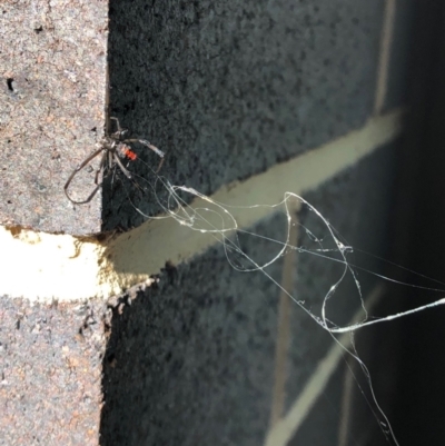 Unidentified Spider (Araneae) at Australian National University - 22 Apr 2024 by LouGaffey