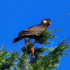 Zanda funerea (Yellow-tailed Black-Cockatoo) at Braidwood, NSW - 22 Apr 2024 by MatthewFrawley